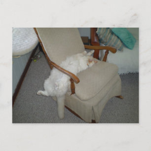 Carte Postale Lazy Cat