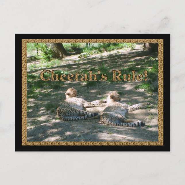 Carte Postale Lazy Cheetahs (Devant)