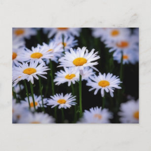 Carte Postale Lazy Daisy