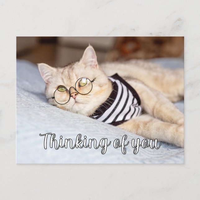 Carte Postale Lazy Days - Cute Kitty Cat (Devant)
