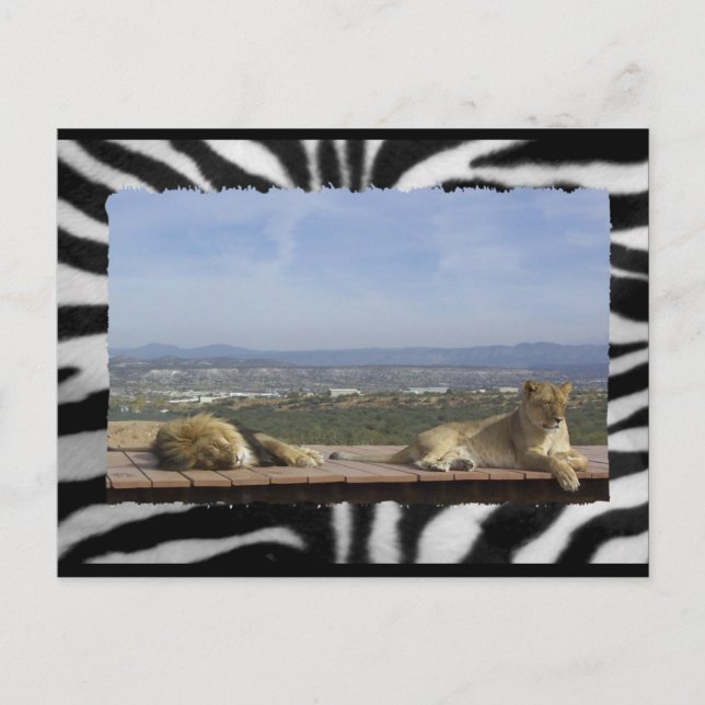 Carte postale Lazy Lions (Devant)