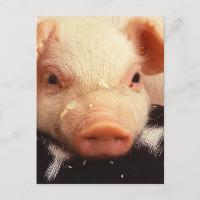 Carte Postale Lazy Piglet (Devant)