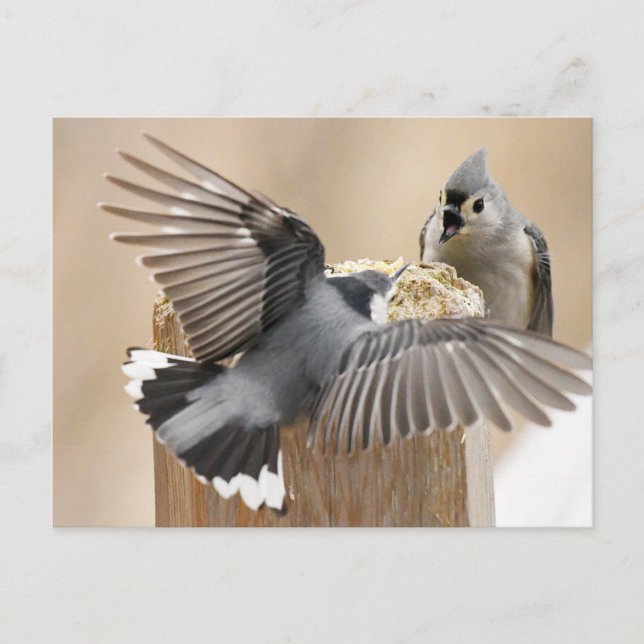 Carte Postale Le ballet de la nature : une danse des plumes (Devant)