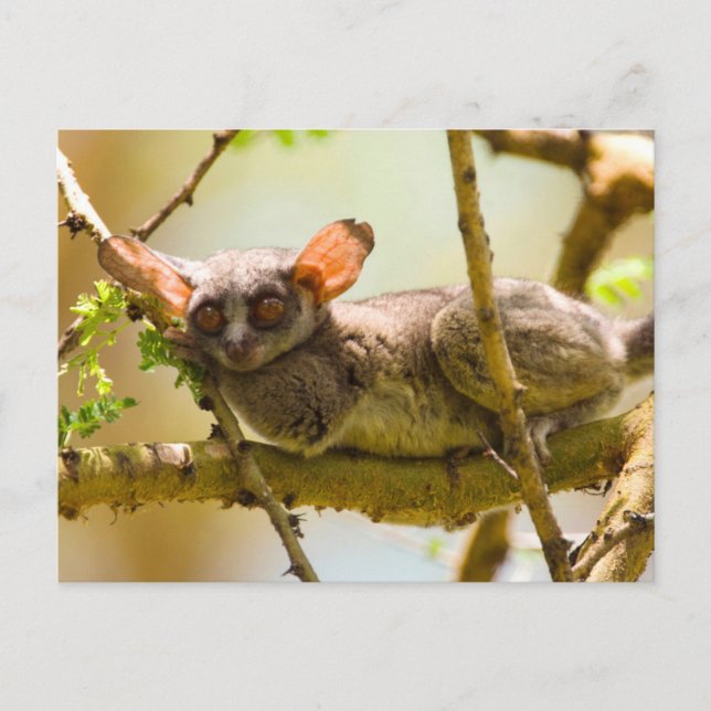 Carte Postale Le Bébé du Sénégal (Galago Senegalensis) (Devant)