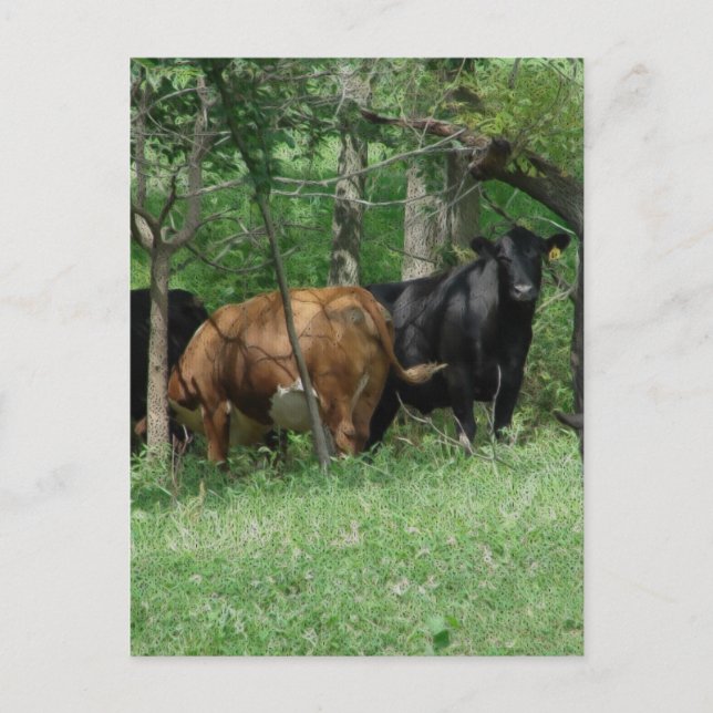Carte Postale Le bétail dans un pâturage (Devant)