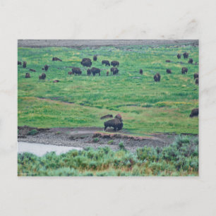 Carte Postale Le bison américain