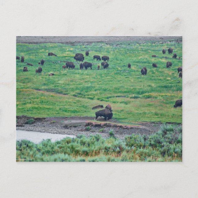 Carte Postale Le bison américain (Devant)