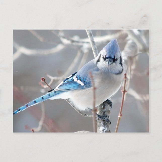 Carte Postale Le Bluejay 1 (Devant)