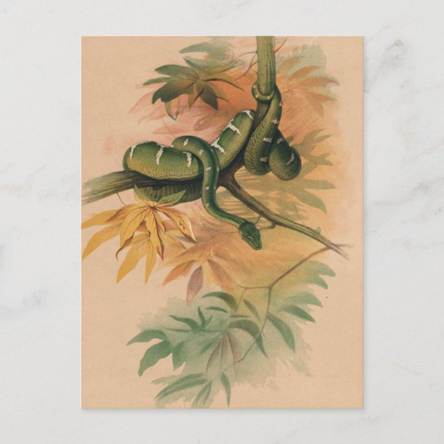 Carte Postale Le Boa Vert de Joseph Wolf (Devant)