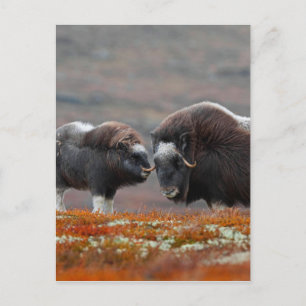 Carte Postale Le boeuf musqué et le veau