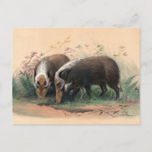 Carte Postale Le Bosch-Vark par Joseph Wolf