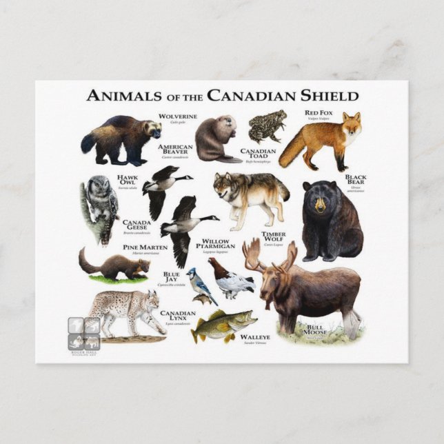 Carte Postale "Le Bouclier canadien" (Devant)