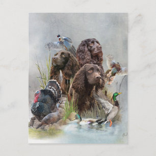 Carte Postale Le Boykin Spaniel