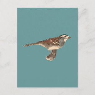 Carte Postale Le Bruant à couronne blanche (leucophrys de Fringi