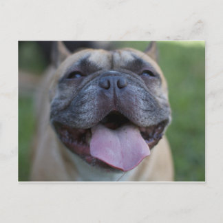 Carte Postale Le Bulldog français