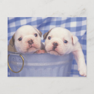 Carte Postale Le Bulldog, souvent appelé le Bulldog anglais,
