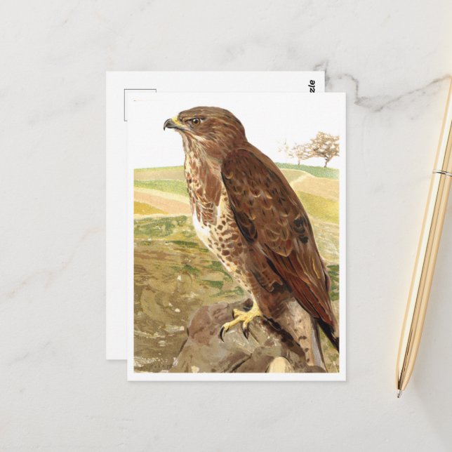 Carte Postale Le buzzard (Devant/Arrière en situation)