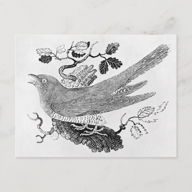 Carte Postale Le cacao (Devant)