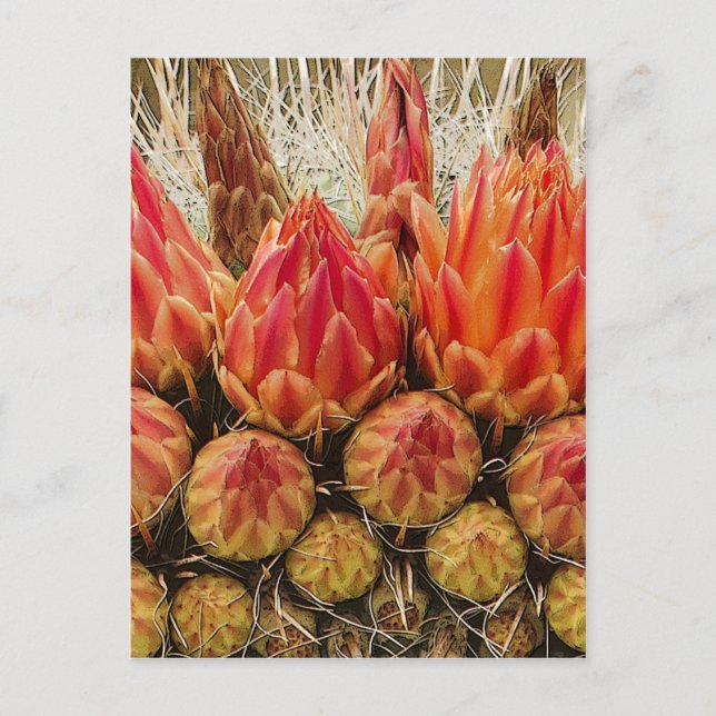 Carte Postale Le cactus fleurit 012j (Devant)
