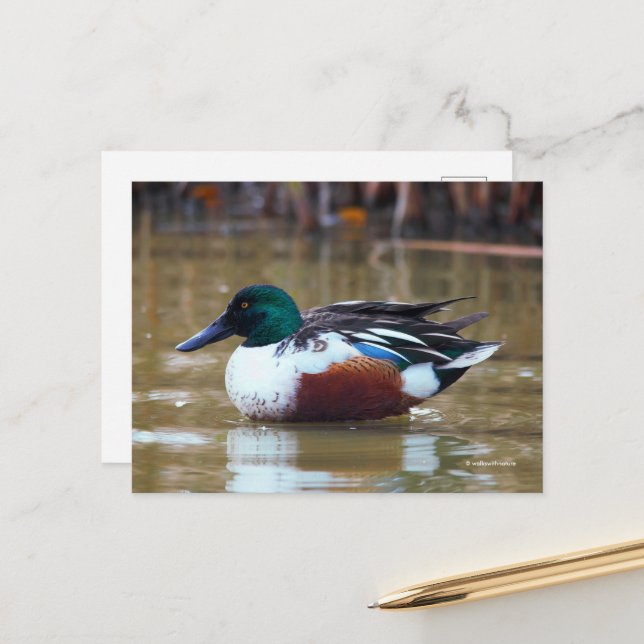 Carte Postale Le canard de la rivière Northern à l'étang (Devant/Arrière en situation)