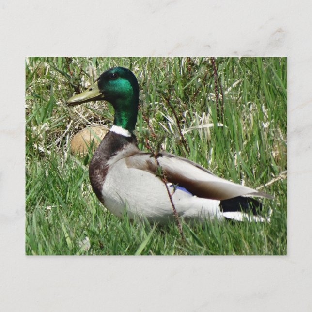 Carte Postale Le canard de Mallard Drake Greenhead dans l'herbe (Devant)