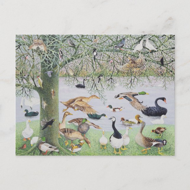 Carte Postale Le canard fou (Devant)