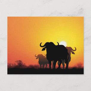 Carte Postale Le Cap Buffalo