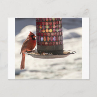 Carte Postale Le cardinal