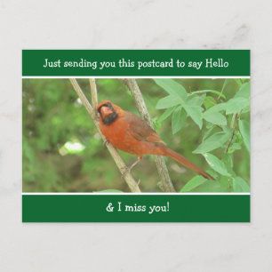 Carte Postale Le cardinal dit Bonjour et Mlle Vous