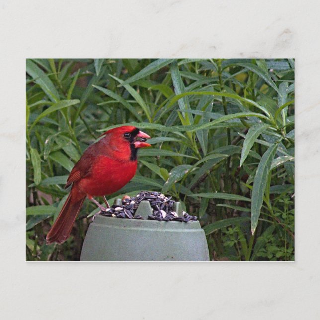 Carte Postale Le Cardinal du Nord garde son dîner (Devant)