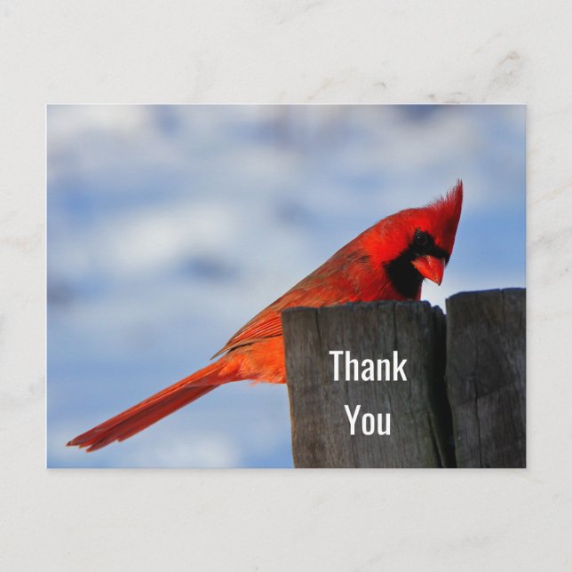 Carte Postale Le cardinal rouge sur le Merci en bois (Devant)