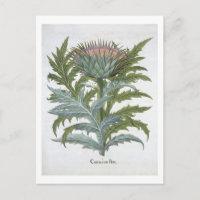 Le Cardoon, du "Hortus Eystettensis" de Bas
