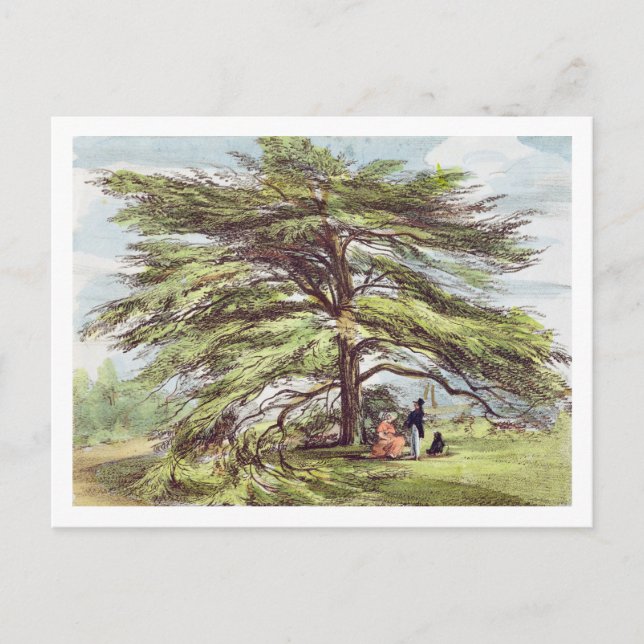 Carte Postale Le Cèdre du Liban dans l'Arboretum, Kew Garde (Devant)