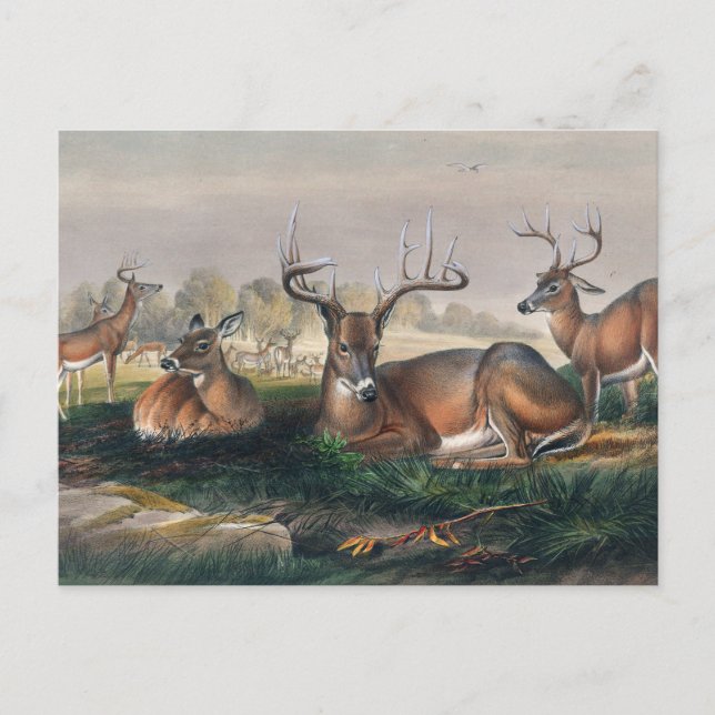 Carte Postale Le cerf à queue blanche par Joseph Wolf (Devant)
