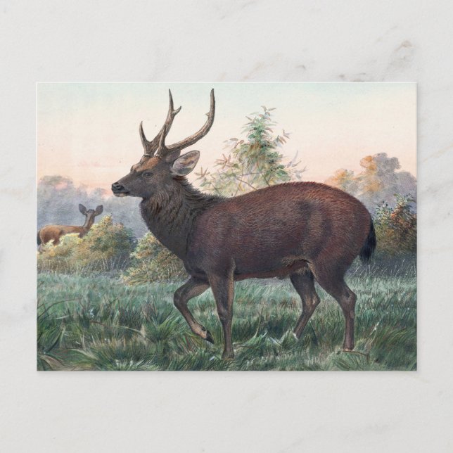 Carte Postale Le cerf de Swinhoe par Joseph Wolf (Devant)