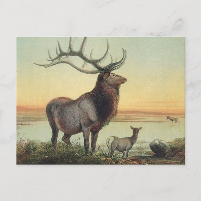 Carte Postale Le cerf de Wapiti par Joseph Wolf (Devant)