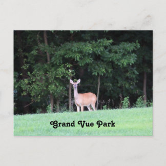 Carte Postale Le cerf du Grand Vue Park