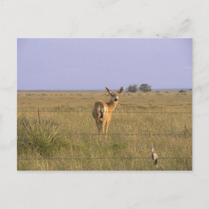 Carte Postale Le cerf en arrière