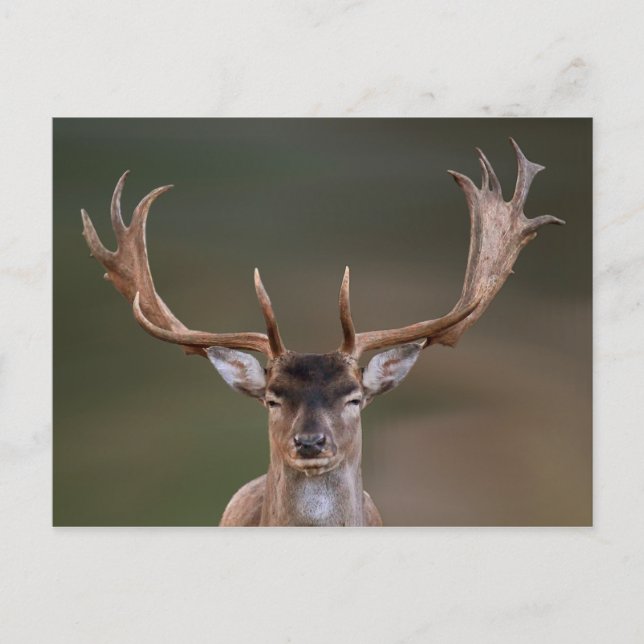 Carte Postale Le cerf en jachère vous juge (Devant)