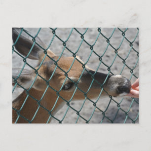 Carte Postale Le Cerf Précieux -
