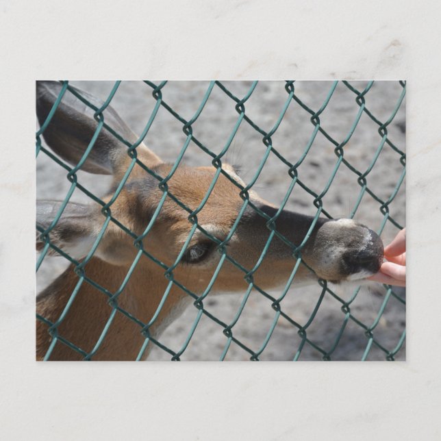 Carte Postale Le Cerf Précieux - (Devant)