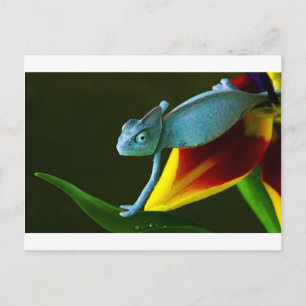 Carte Postale Le Chameleon Extraordinaire