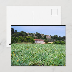 Carte Postale Le champ d'artichauts
