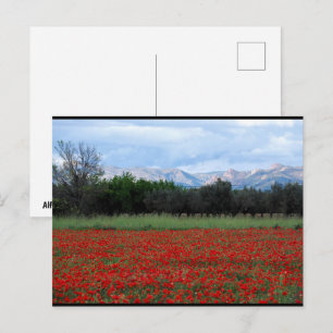 Carte Postale Le champ de coquelicots