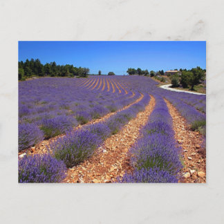 Carte Postale Le champ de Lavendar en Provence