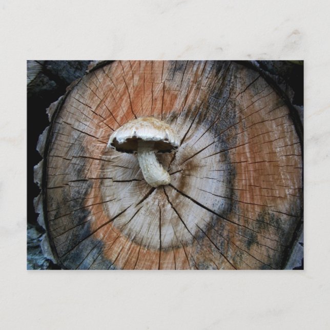 Carte Postale Le champignon sauvage Shiitake sur le journal (Devant)