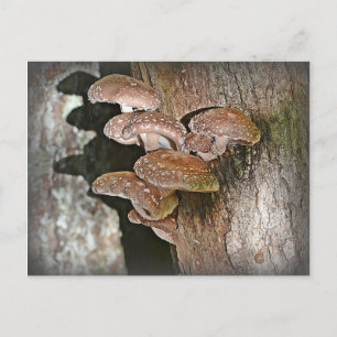 Carte Postale Le champignon Shiitake