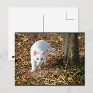 Carte Postale Le Chasseur Blanc