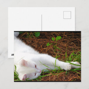Carte Postale Le Chat dans les Aiguilles de Pin