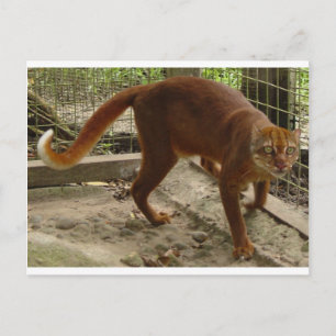 Carte Postale Le chat de la baie (Pardofelis badia)